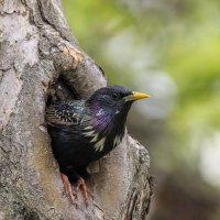 скворец. :: юрий макаров скворец. :: юрий макаров