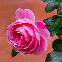 Осенние цветы :: Милешкин Владимир Алексеевич 