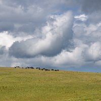 Плато Лаго-Наки :: Игорь Сикорский