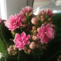 Каланхоэ :: Елена Семигина