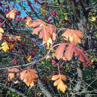 прекрасный октябрь :: Елена Шаламова