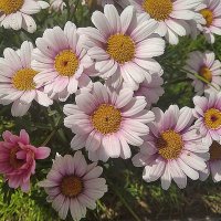 Это было летом.. :: Елена Семигина