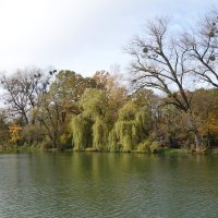 Картинки осени :: Рита Симонова