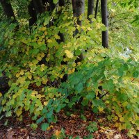 Картинки осени :: Рита Симонова