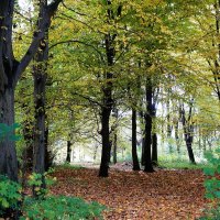 Картинки осени :: Рита Симонова