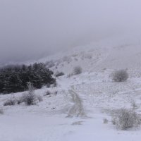 Природа Крыма :: Amazing Cosmea