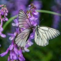 Бабочки поцелуй :: Наталья Димова