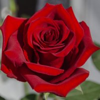 *** :: Виктор Иванович Чернюк