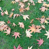 Листья :: Юрий Полторыхин.