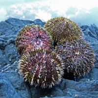 Морские ёжики :: ИРЭН@ .