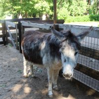 ослик :: Любовь ***