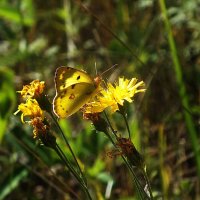 * :: Зоя Мишина