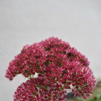 Осенний очиток :: Константин Штарк