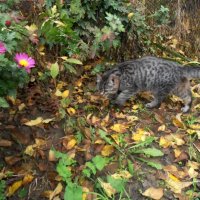 Вот она, походка хищника :) :: Наталья Вот она, походка хищника :) :: Наталья