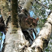 Кошка :: Наталья 