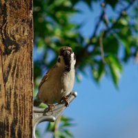 Нахаленок :: Вячеслав Алтай Нахаленок :: Вячеслав Алтай