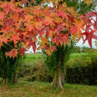 Осенний зонтик :: Георгий А