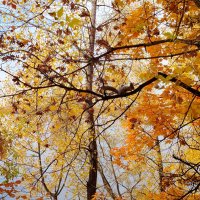 Белочка на золотом дереве :: Надежда Белочка на золотом дереве :: Надежда