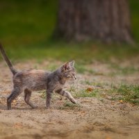 Котёнок :: Alex Bush