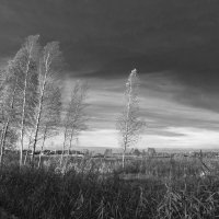 Березки. :: Николай Березки. :: Николай