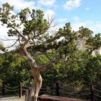 Старый можжевельник :: Татьяна Тюменка Старый можжевельник :: Татьяна Тюменка