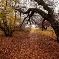 Осенний лес. :: Сергей Воротников