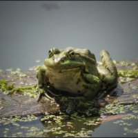 Царевна. :: Александр 