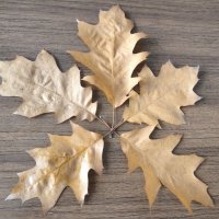 Пять листьев дуба остролистного :: Дмитрий Никитин