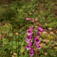 В осеннем лесу еще цветы цветут. :: Lucy Schneider 