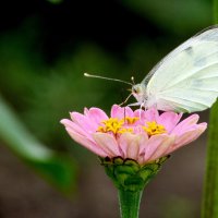 опять про бабочек...36 :: Александр Прокудин