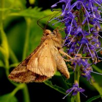 опять про бабочек...40 :: Александр Прокудин