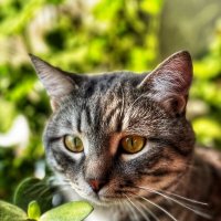 Тимофей :: Яна Горбунова