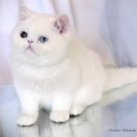 Разноглазая красота. :: Светлана Ищенко