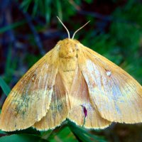 Поистрепалось плптьице. :: nadyasilyuk Вознюк Поистрепалось плптьице. :: nadyasilyuk Вознюк