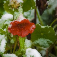 ЦВЕТЫ - Первый Снег :: Владимир Максимов