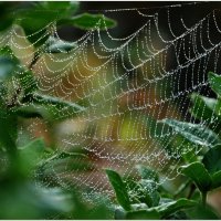 ЭТЮД... :: Elvira E. 