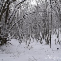 Природа Крыма :: Amazing Cosmea