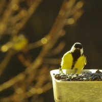 Другая ждёт на дубе... :: Юрий Куликов