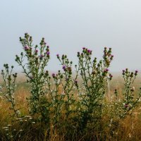 ---- :: Галина Ложечникова