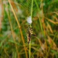 --- :: Галина Ложечникова