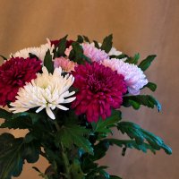 Хризантемы :: Светлана 