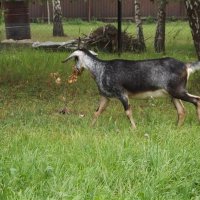 Козлик с добычей :: Freddy 97