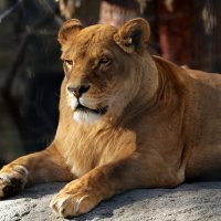 На отдыхе :: Вячеслав Алтай