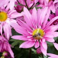 Из Никитского сада :: Татьяна Тюменка