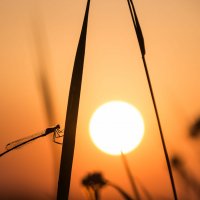 По касательной к солнцу :: Ирина 