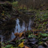 По Осеннему Лесу :: юрий поляков По Осеннему Лесу :: юрий поляков