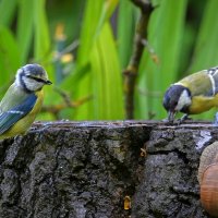 Компания друзей :: Николай Соколухин Компания друзей :: Николай Соколухин