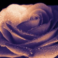 Роза :: Victoria 