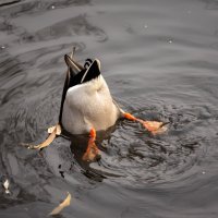 Томская утка :: Grishkov S.M.