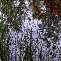 Природа.. В ней есть душа, в ней есть свобода, в ней есть любовь :: Hope 